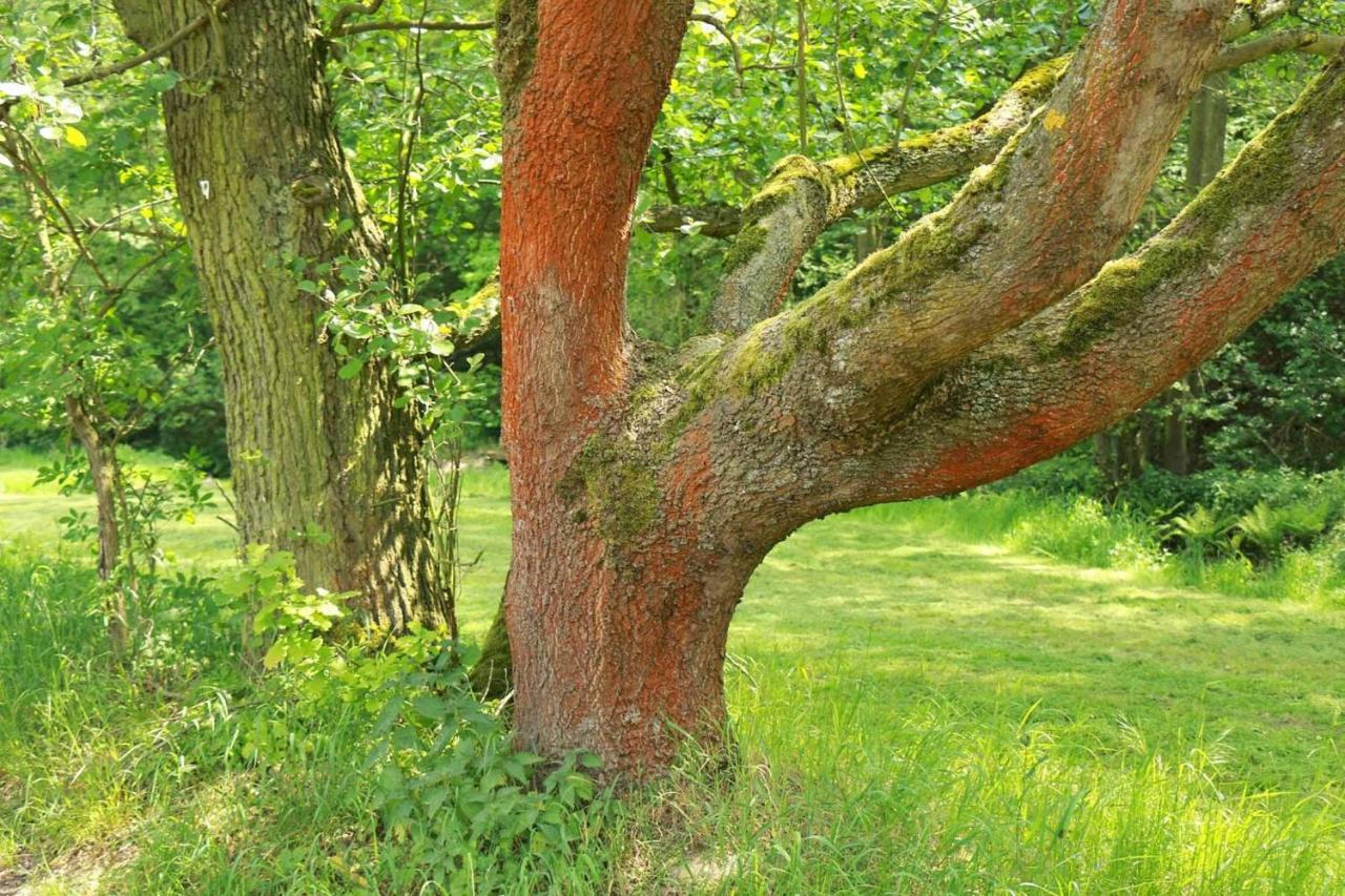 Apartmán Biohof Buschmuehle Konigsfeld  Exteriér fotografie